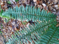 Polystichum × luerssenii