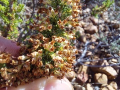 Erica imbricata