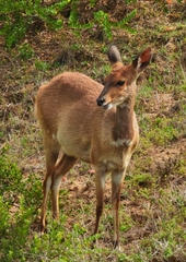 Tragelaphus sylvaticus sylvaticus