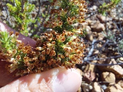 Erica imbricata