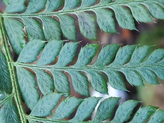 Polystichum × luerssenii