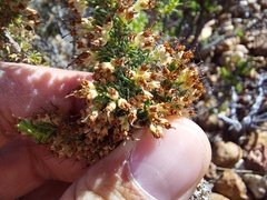 Erica imbricata