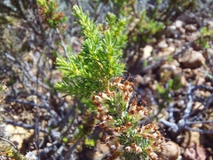 Erica imbricata