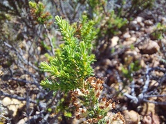 Erica imbricata