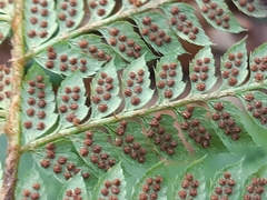 Polystichum × luerssenii