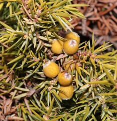Juniperus