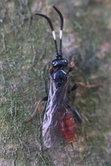 Crypteffigies lanius