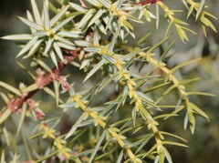 Juniperus