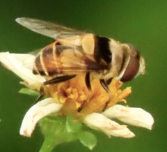 Palpada pusilla