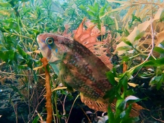 Heteroscarus acroptilus