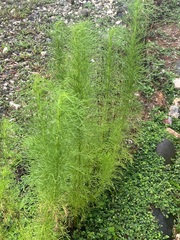 Eupatorium capillifolium