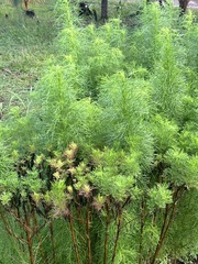 Eupatorium capillifolium