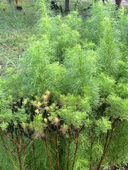 Eupatorium capillifolium