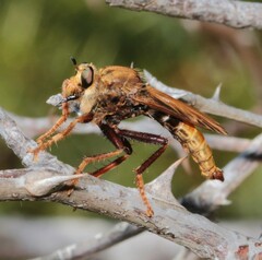 Asilus crabroniformis
