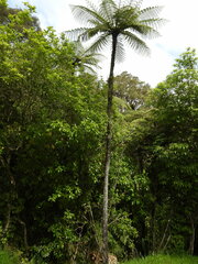 Cyathea cunninghamii