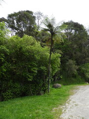 Cyathea cunninghamii