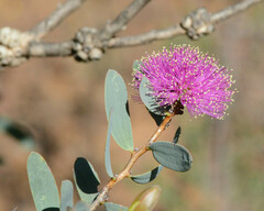Melaleuca conothamnoides