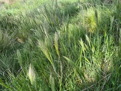 Austrostipa densiflora