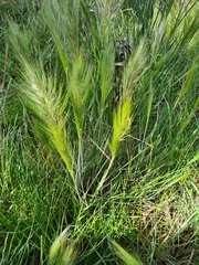 Austrostipa densiflora