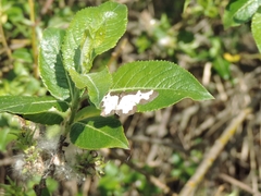 Lomaspilis marginata