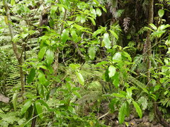 Melicytus ramiflorus