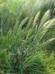 Austrostipa densiflora