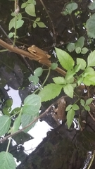 Chalcorana chalconota