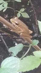 Chalcorana chalconota