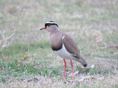 Vanellus coronatus