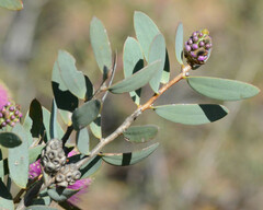 Melaleuca conothamnoides