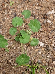 Geranium molle