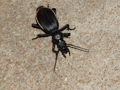 Anthiinae