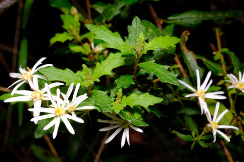 Image of Olearia stellulata by (c) Peter Crowcroft, some rights reserved (CC BY)