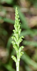 Microtis arenaria