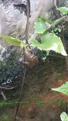 Chalcorana chalconota