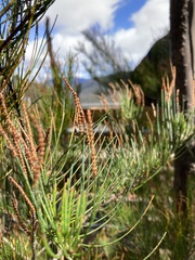 Allocasuarina monilifera