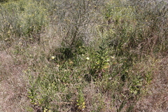 Carpobrotus edulis edulis