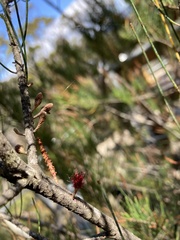 Allocasuarina monilifera
