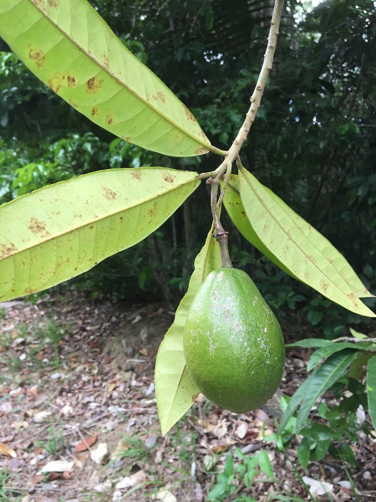 Neocalyptrocalyx nectarius