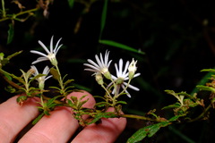 Olearia stellulata