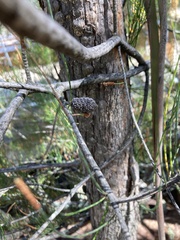 Allocasuarina monilifera