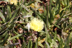 Carpobrotus edulis edulis