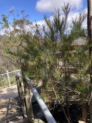 Allocasuarina monilifera