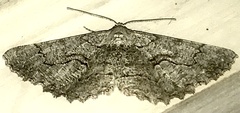 Cymatophora approximaria