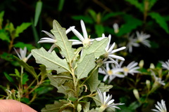 Olearia stellulata
