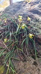 Dendrobium striolatum