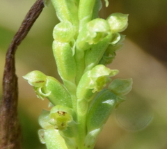 Microtis arenaria