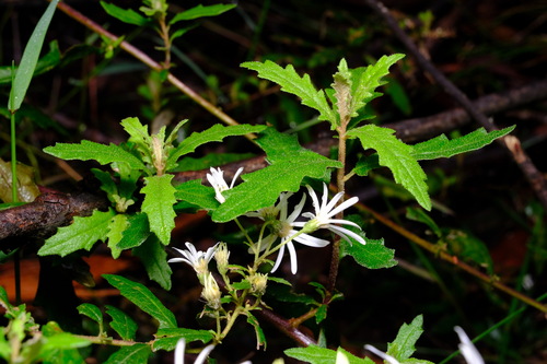Image of Olearia stellulata by (c) Peter Crowcroft, some rights reserved (CC BY)