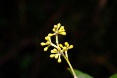 Eucalyptus viminalis