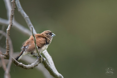 Spermestes bicolor nigriceps